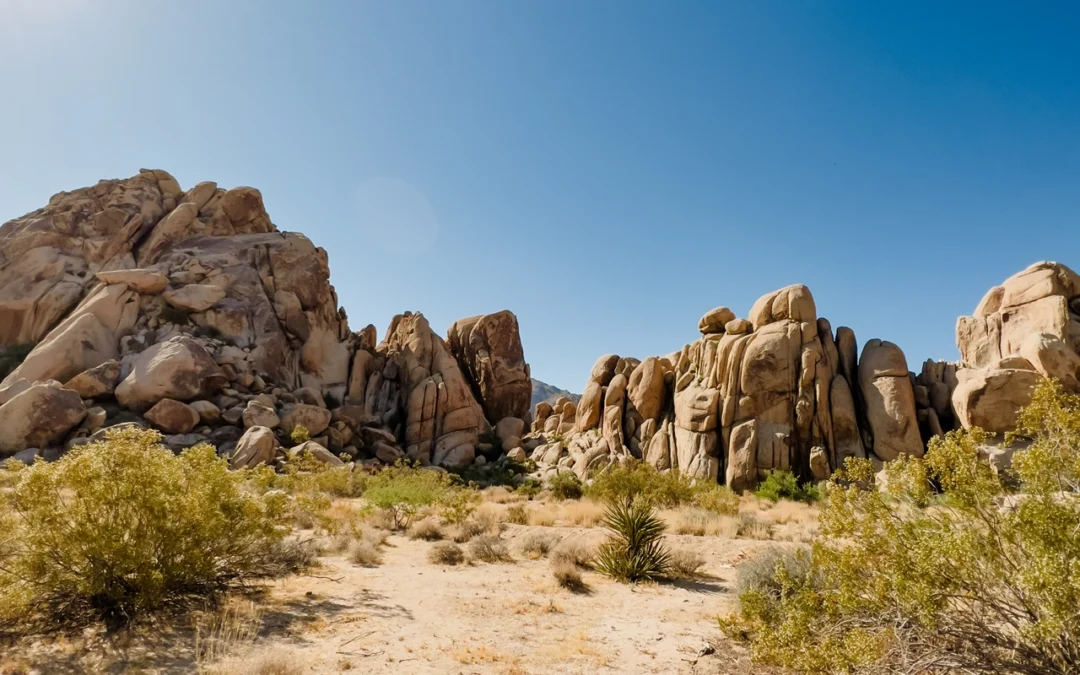 The Ultimate Guide to Family Camping in Joshua Tree’s Indian Cove Campground